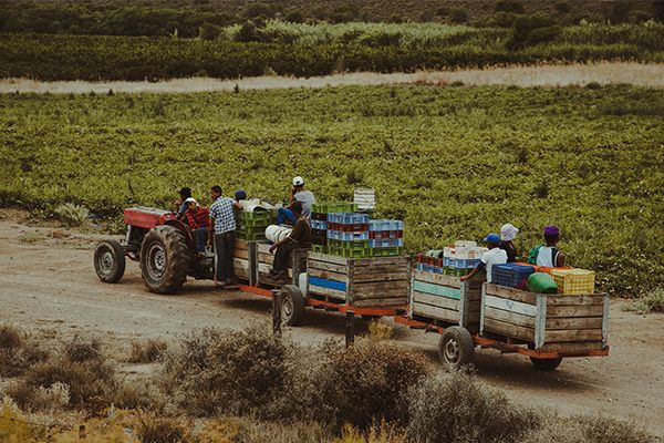 Farmers in Zambia