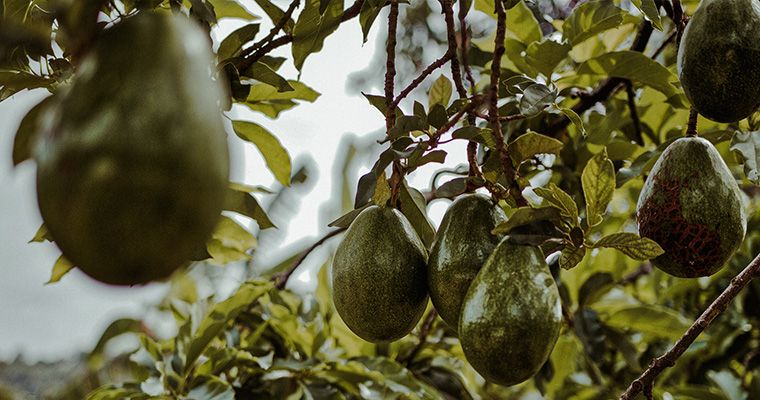 Cabira avocados on a farm in Africa