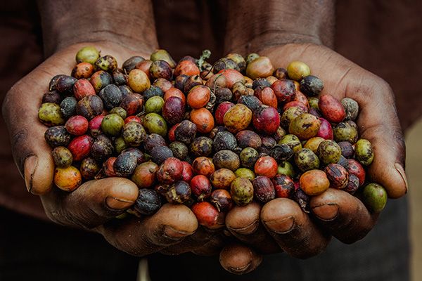 Coffee produce in farmers hands