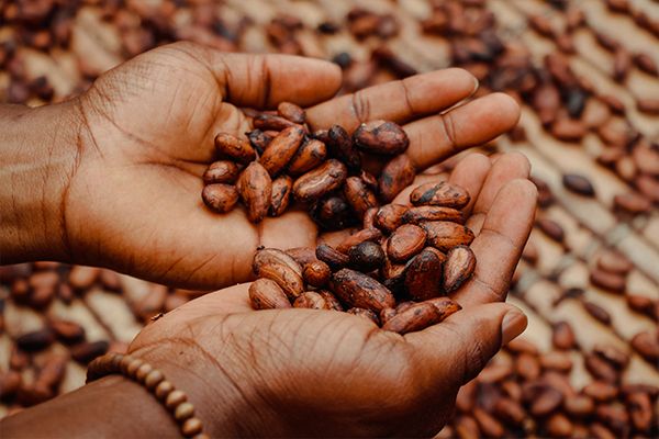 Farmer holding Cabira Cocoa pods