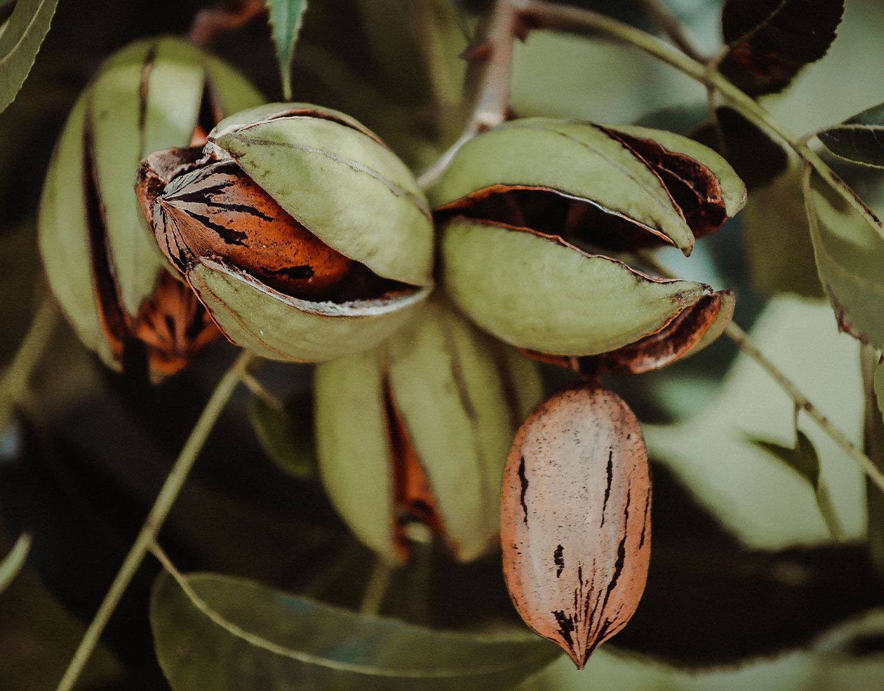 Pecan Nuts