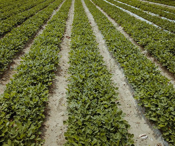 Peanut Farm Cabira Africa