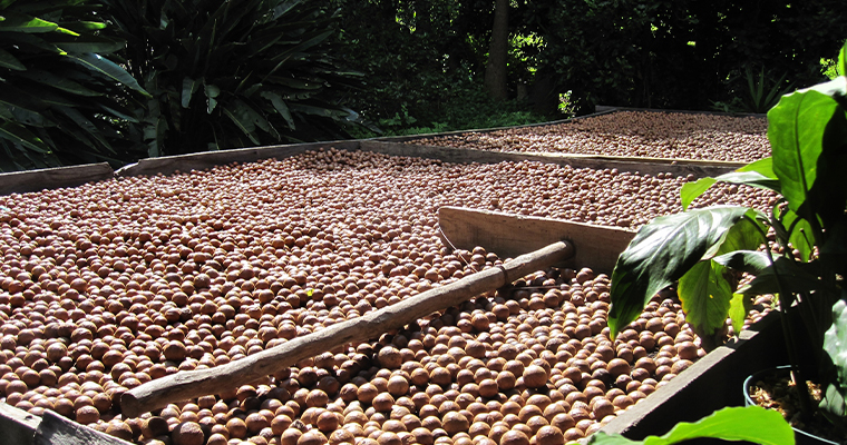 Macadamia nuts in Malawi